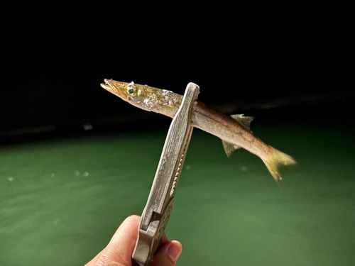 カマスの釣果