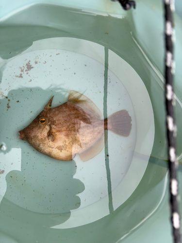カワハギの釣果