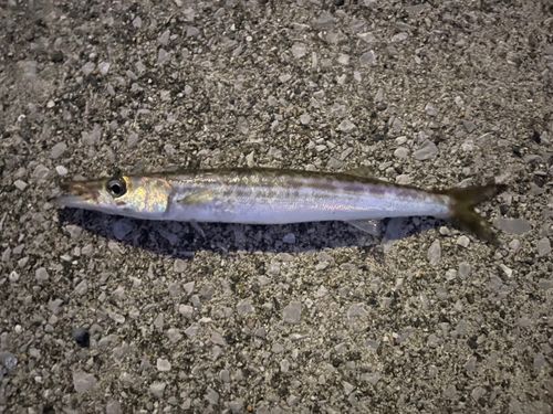 カマスの釣果