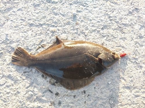 カレイの釣果