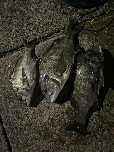 釣果