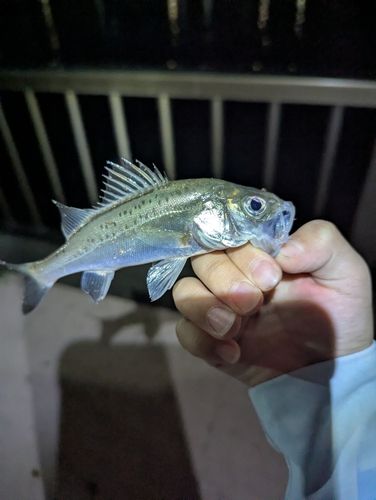 セイゴ（マルスズキ）の釣果