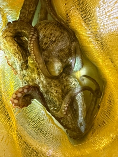 タコの釣果