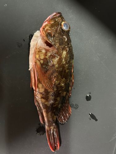 カサゴの釣果