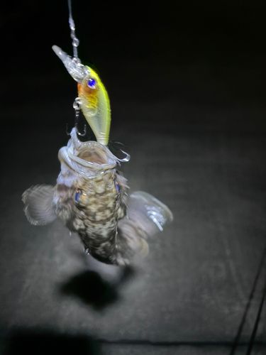 クロソイの釣果