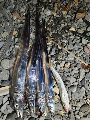 タチウオの釣果
