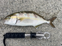 ショゴの釣果