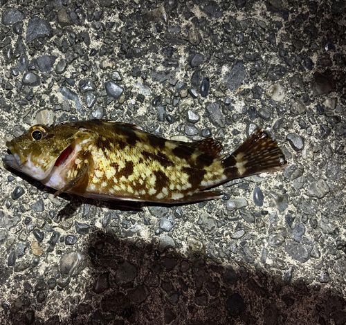カサゴの釣果
