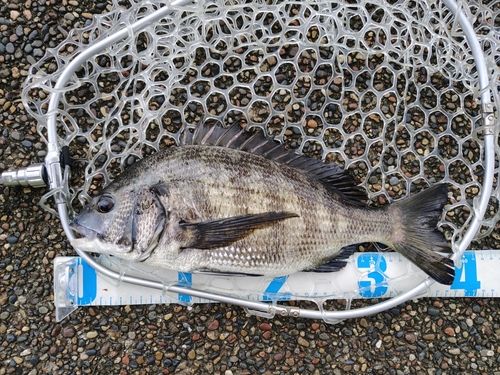 チヌの釣果