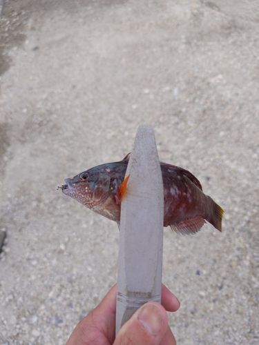 ベラの釣果