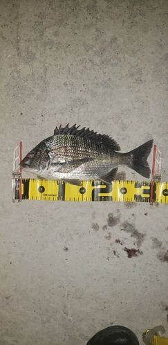 クロダイの釣果