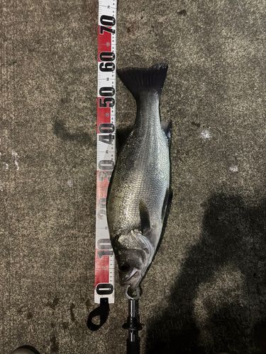 ヒラスズキの釣果