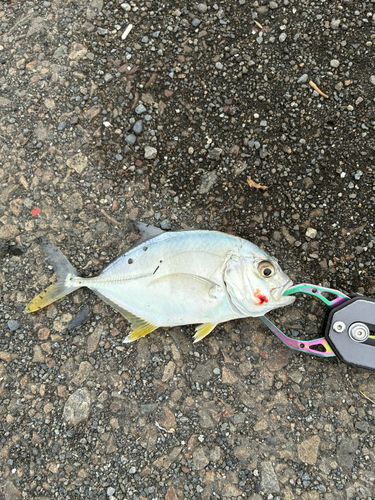 メッキの釣果