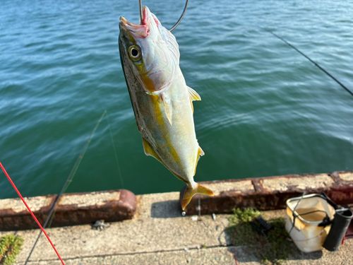 ワカシの釣果