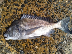 チヌの釣果
