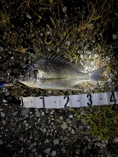 キビレの釣果