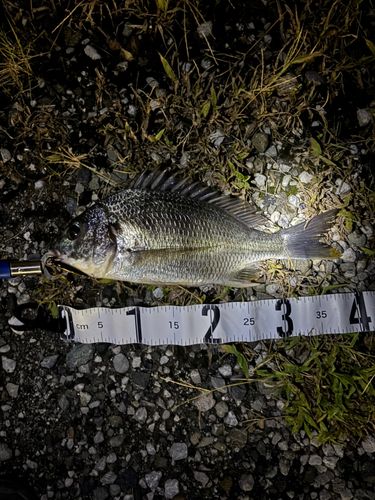 キビレの釣果