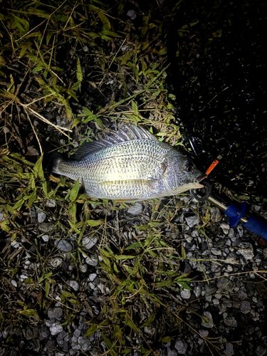 キビレの釣果