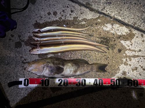 アナゴの釣果