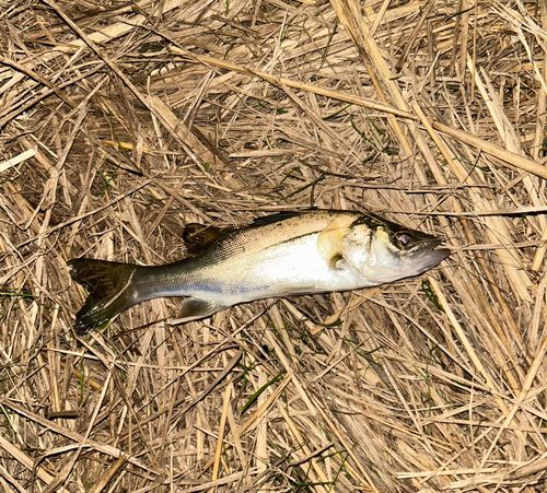 セイゴ（マルスズキ）の釣果