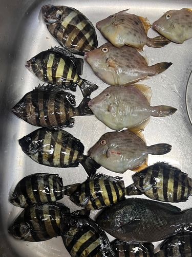 カワハギの釣果