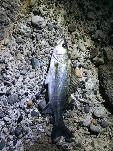 セイゴ（マルスズキ）の釣果