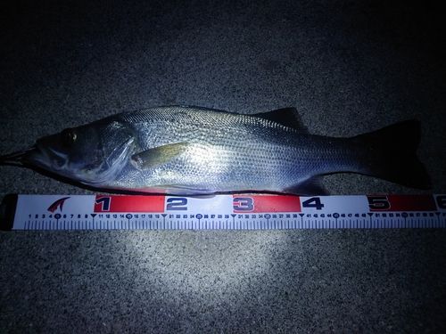ヒラスズキの釣果