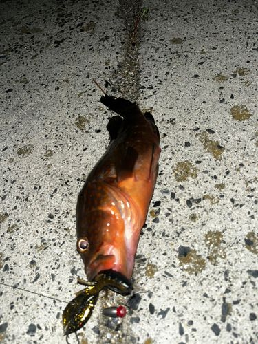 キジハタの釣果