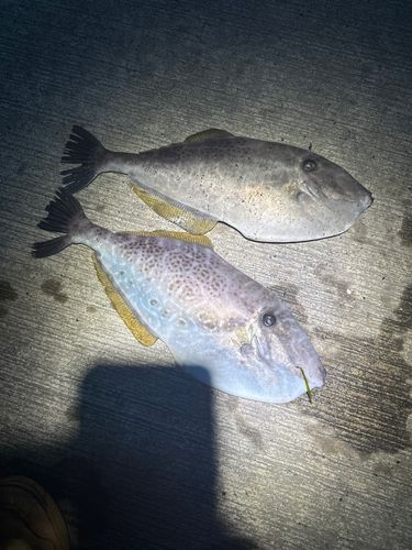 釣果