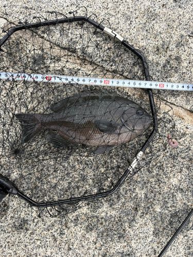 メジナの釣果