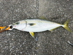 イナダの釣果