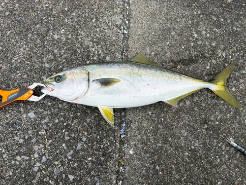 イナダの釣果