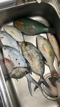 コバンアジの釣果
