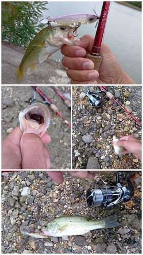 ブラックバスの釣果