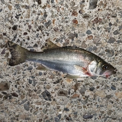 セイゴ（ヒラスズキ）の釣果