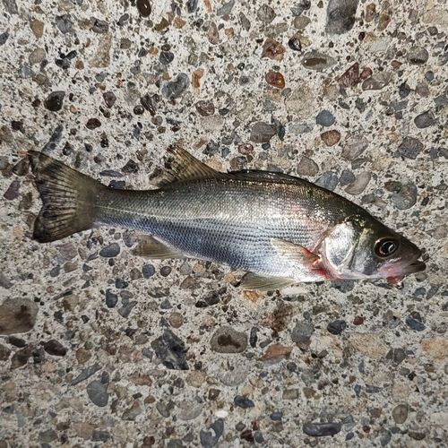 セイゴ（ヒラスズキ）の釣果