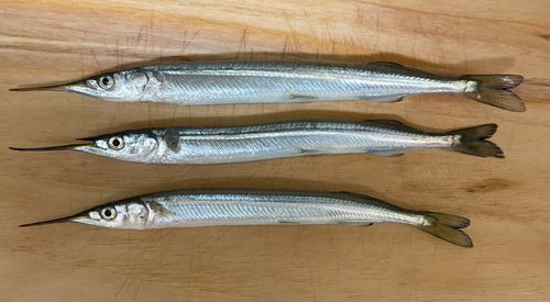 サヨリの釣果