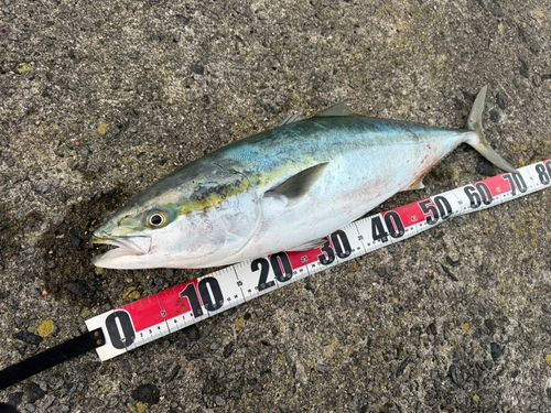 ワラサの釣果