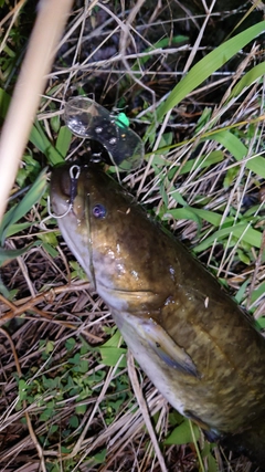ナマズの釣果