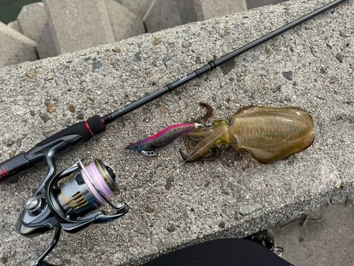 アオリイカの釣果