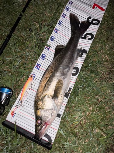 シーバスの釣果