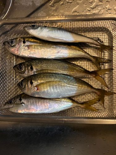 マアジの釣果
