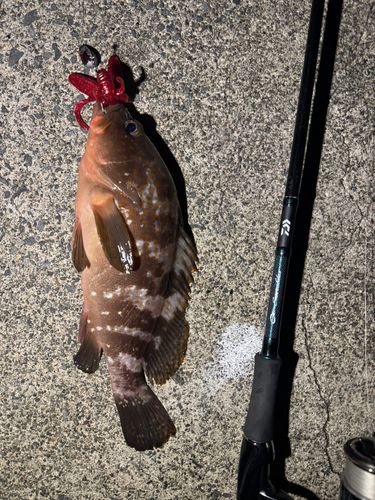 キジハタの釣果