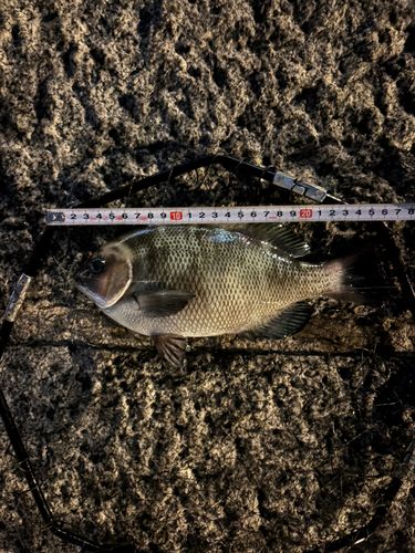 メジナの釣果
