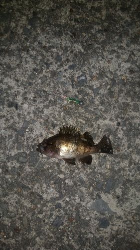 メバルの釣果