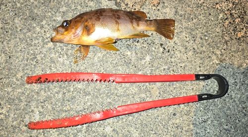 メバルの釣果
