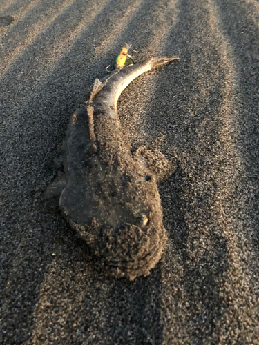 マゴチの釣果