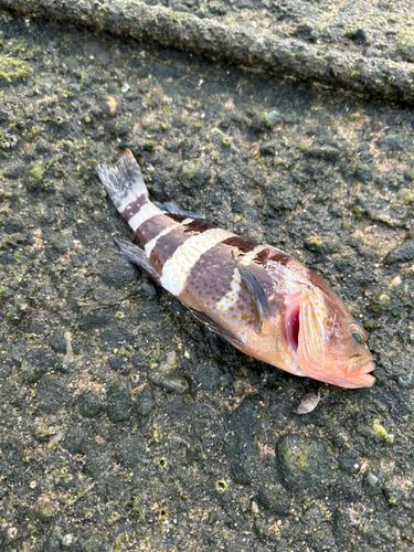 アオハタの釣果
