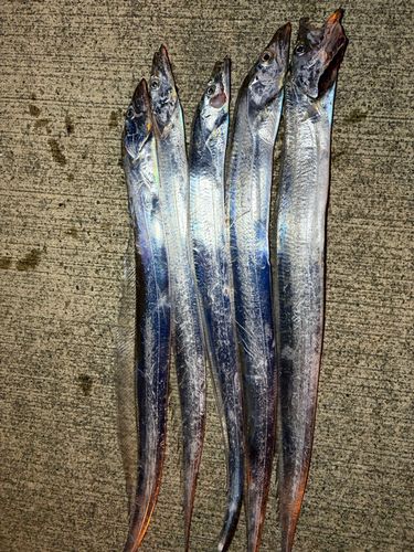 タチウオの釣果