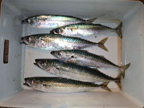 マサバの釣果